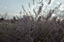 Load image into Gallery viewer, lavender repose / botanical hydrosol
