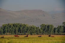 Load image into Gallery viewer, regenerative USA beef liver capsules
