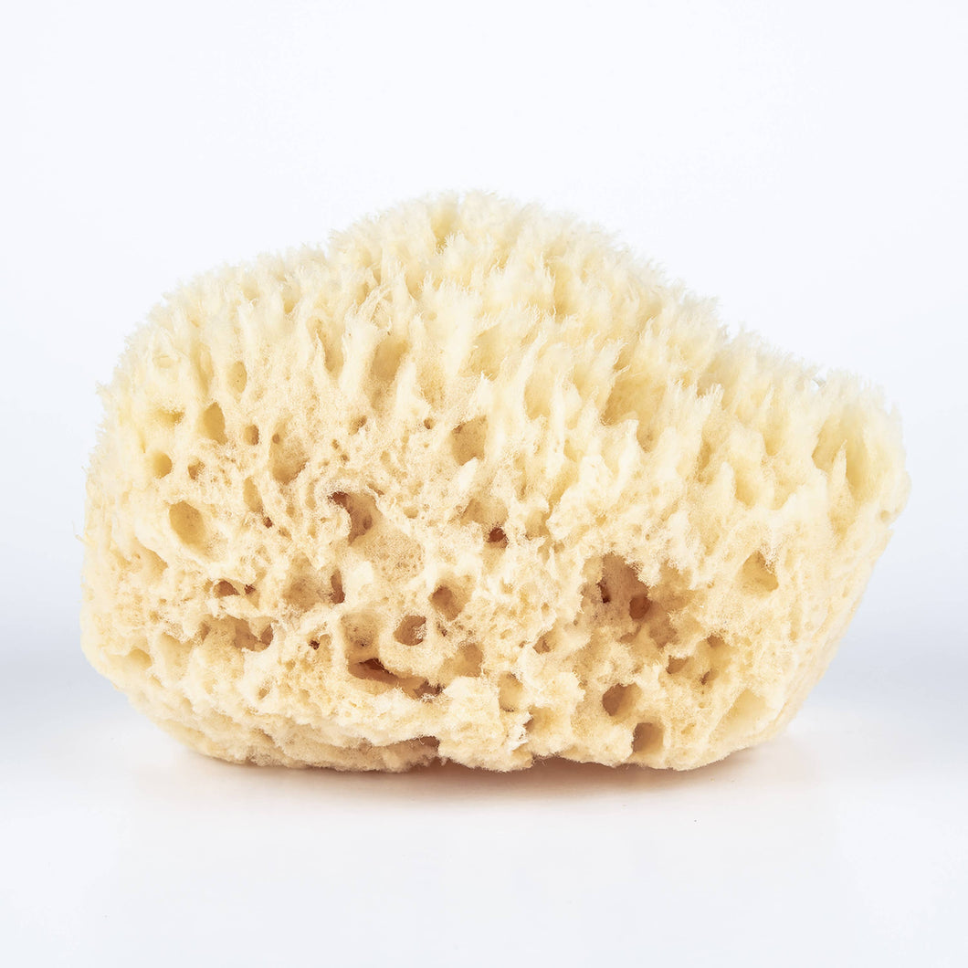 bath sea sponge (gulf of mexico)